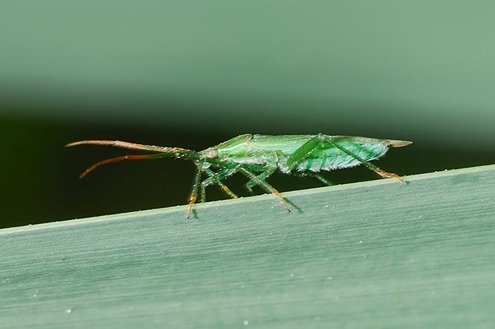 Miridae:  Stenodema (Brachystira) calcarata